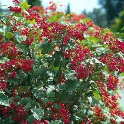 VIBURNUM OPULUS