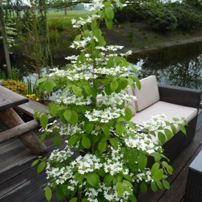 VIBURNUM PLIC. KILIMANDJARO