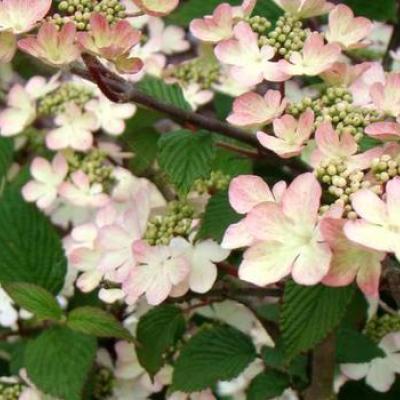 VIBURNUM PLICATUM KILIMANDJARO SUNRISE