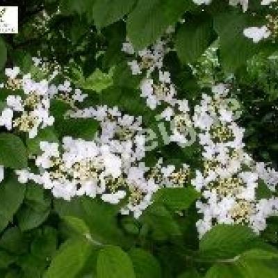 VIBURNUM PLICATUM LANARTH