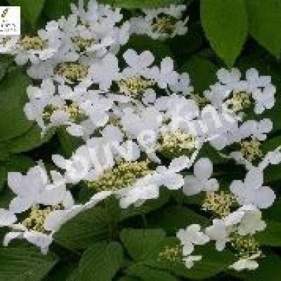VIBURNUM PLICATUM MARIESII