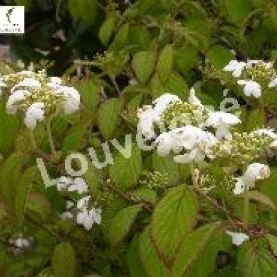 VIBURNUM PLICATUM SUMMER SNOW FLAKE