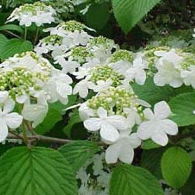 VIBURNUM PLICATUM TOMENTOSUM