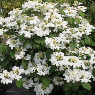 VIBURNUM PLICATUM WATANABE