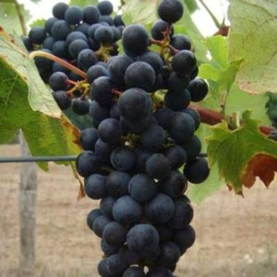 VITIS REGENT