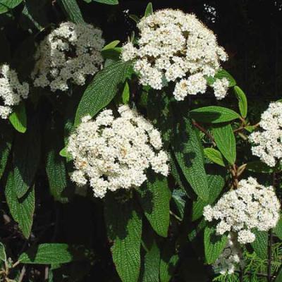 VIBURNUM RHYTIDOPHYLLUM