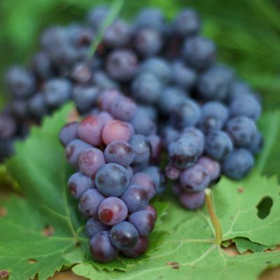 VITIS SCHIAVA (TROLLINGER)