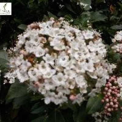 VIBURNUM TINUS