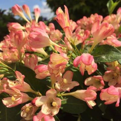 WEIGELA  ALL SUMMER PEACH ®
