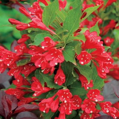 WEIGELA  ALL SUMMER RED ®