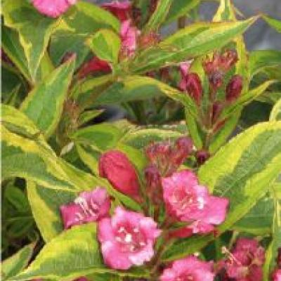 WEIGELA BRIGELLA®