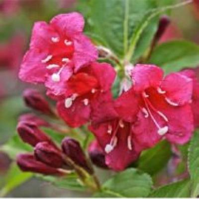 WEIGELA BRISTOL RUBY