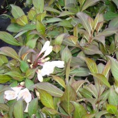 WEIGELA BLACK AND WHITE®