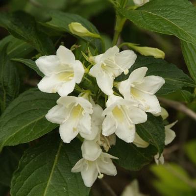 WEIGELA CANDIDA