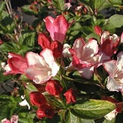 WEIGELA CARNAVAL®