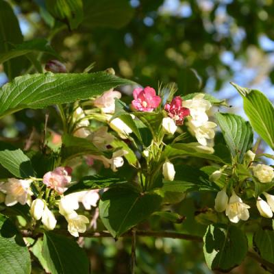 WEIGELA FLORIDA MARJORIE