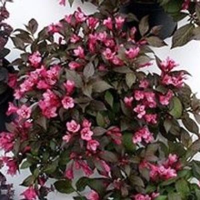 WEIGELA FLORIDA MINOR BLACK®