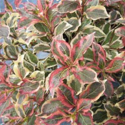 WEIGELA FLORIDA MONET®