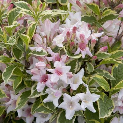 WEIGELA FLORIDA NANA VARIEGATA