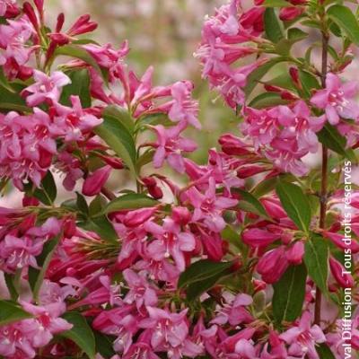 WEIGELA STELZNERI