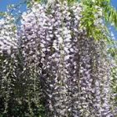 WISTERIA FLOR.MACROBOTRYS