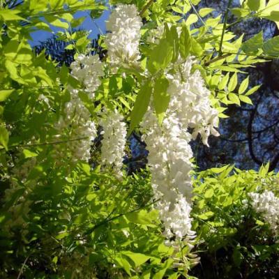 WISTERIA SINENSIS ALBA