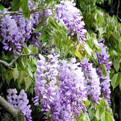 WISTERIA SINENSIS