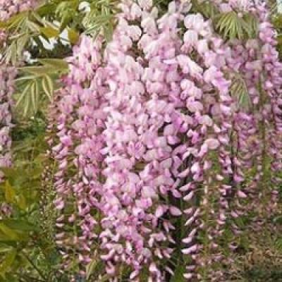 WISTERIA SINENSIS ROSEA