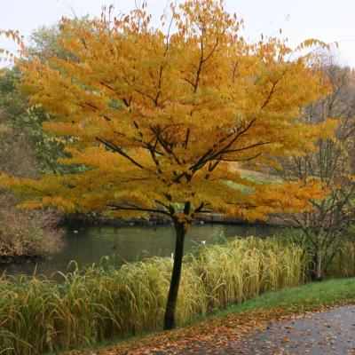 ZELKOVA SERRATA