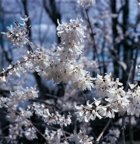 ABELIOPHYLLUM DISTICHUM