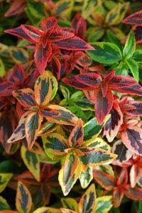 ABELIA GRAND. KALEIDOSCOPE ®