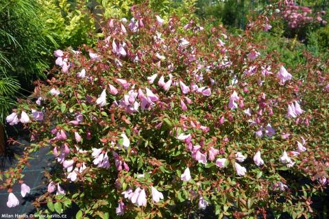 ABELIA GRAND. PINKY BELLS ®