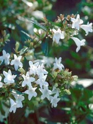 ABELIA GRAND. PROSTATA