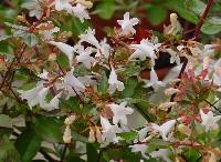 ABELIA GRANDIFLORA