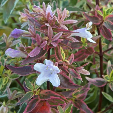 ABELIA GRAND. SPARKLING SILVER