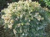 ABELIA GRAND. STEREDENN LEVABES