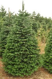 ABIES NORDMANNIANA