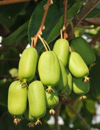 ACTINIDIA ARGUTA JUMBO