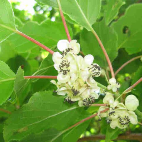 ACTINIDIA ARGUTA WEIKI