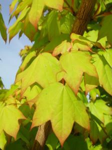 ACER CAPPADOCICUM AUREUM