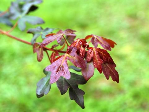 ACER CAMPESTRE 'RED SHINE'