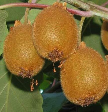 ACTINIDIA DELICIOSA BOSKOOP