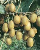 ACTINIDIA DELICIOSA JENNY AUTOFERTILE