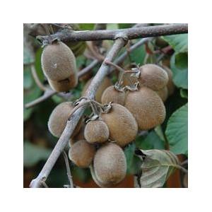 ACTINIDIA D. SOLISSIMO ®