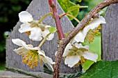 ACTINIDIA DELICIOSA TOMURI MALE