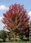 ACER FR.. AUTUMN BLAZE (JEFFERSRED)