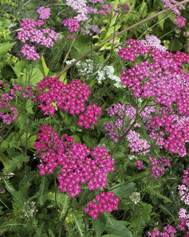 ACHILLEA MILL. CERISE QUEEN