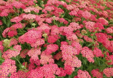 ACHILLEA MILL. PAPRIKA