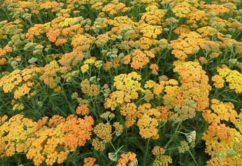 ACHILLEA MILL. TERACOTTA