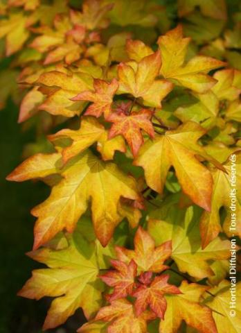 ACER 'ORIENTALIA'®